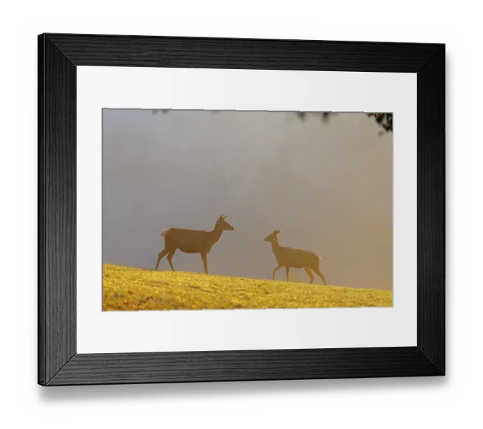 Framed Print : A herd of red deer cows (Cervus elaphus) standing on a meadow in backlit condition Framed Print : A herd of red deer cows (Cervus elaphus) standing on a meadow in backlit condition