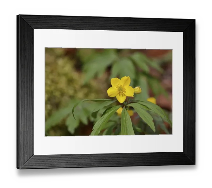 Framed Print : Yellow Anemone, Anemone ranunculoides