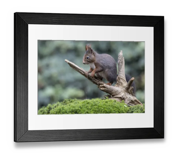 Framed Print : Squirrel (Sciurus vulgaris), Emsland Framed Print : Squirrel (Sciurus vulgaris), Emsland