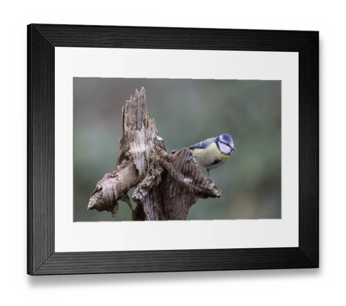Framed Print : Blue tit (Parus caerulea), Emsland Framed Print : Blue tit (Parus caerulea), Emsland
