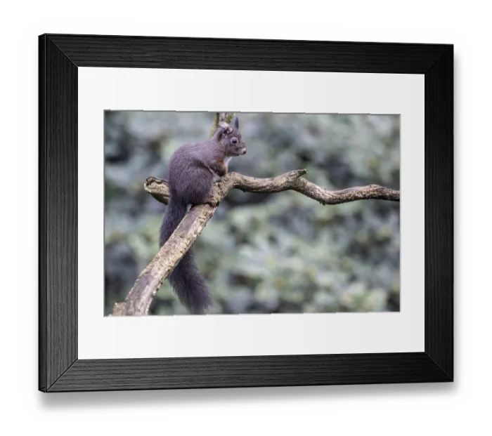 Framed Print : Squirrel (Sciurus vulgaris), Emsland