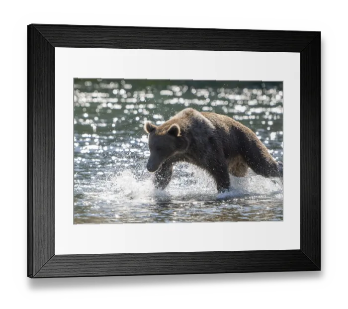 Framed Print : Kodiak bear (Ursus arctos middendorffi) Framed Print : Kodiak bear (Ursus arctos middendorffi)