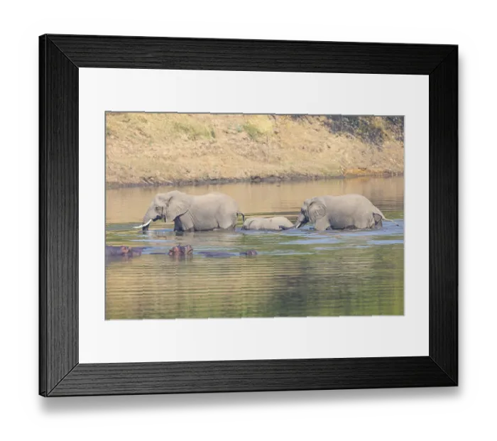 Framed Print : Family of the African elephant (Loxodonta africana) crossing the Luangwa River in Zambia Framed Print : Family of the African elephant (Loxodonta africana) crossing the Luangwa River in Zambia