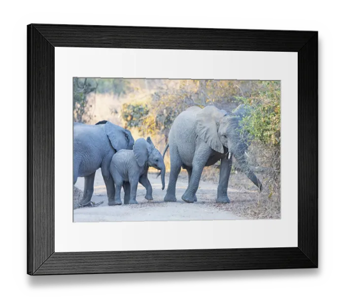 Framed Print : African elephant (Loxodonta africana) Zambia Framed Print : African elephant (Loxodonta africana) Zambia