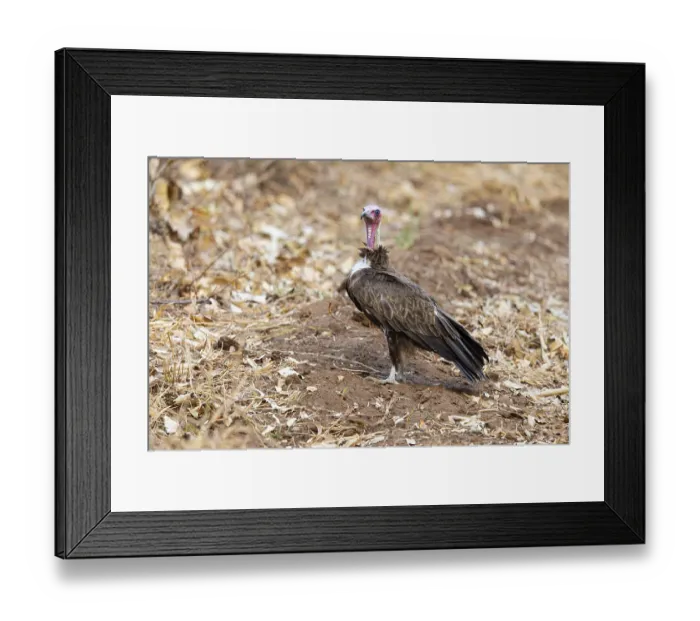 Framed Print : Black-capped vulture (Necrsoyrtes monachus) Zambia