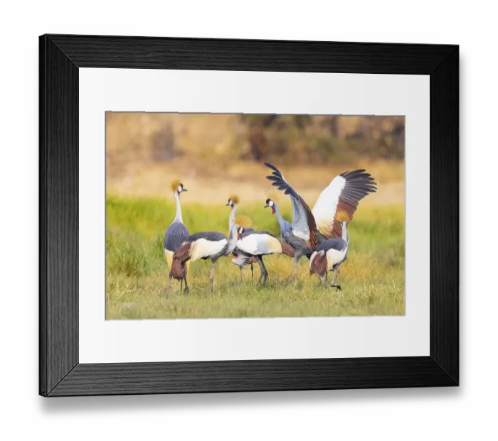 Framed Print : Crowned Crane (Balearica regulorum) Zambia