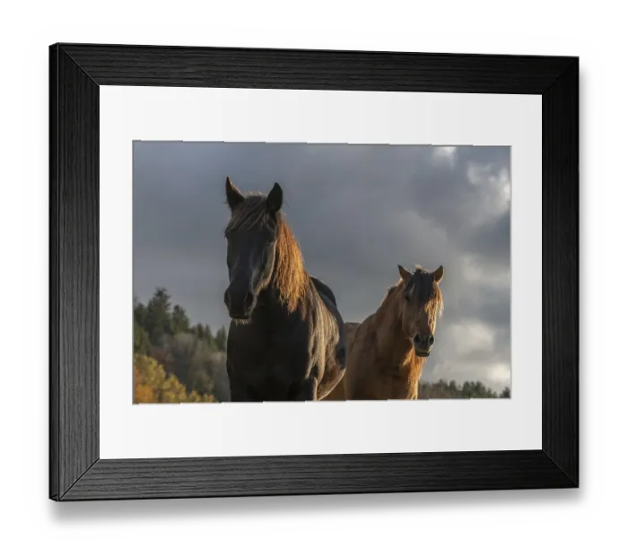 Framed Print : Horse portait in a mountain pasture. France Framed Print : Horse portait in a mountain pasture. France