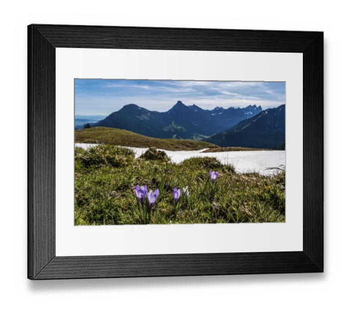 Framed Print : Enchanting alpine crocuses spring flowers on a mountain meadow in Tannheimer valley Framed Print : Enchanting alpine crocuses spring flowers on a mountain meadow in Tannheimer valley