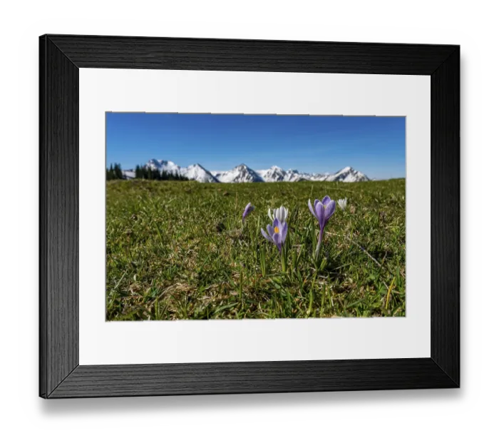 Framed Print : Enchanting alpine crocuses spring flowers on a mountain meadow in Tannheimer valley Framed Print : Enchanting alpine crocuses spring flowers on a mountain meadow in Tannheimer valley