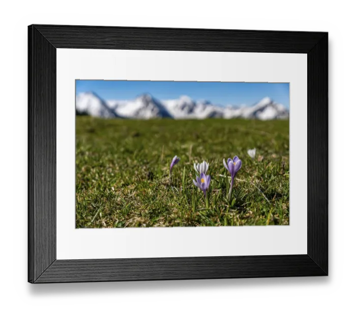 Framed Print : Enchanting alpine crocuses spring flowers on a mountain meadow in Tannheimer valley