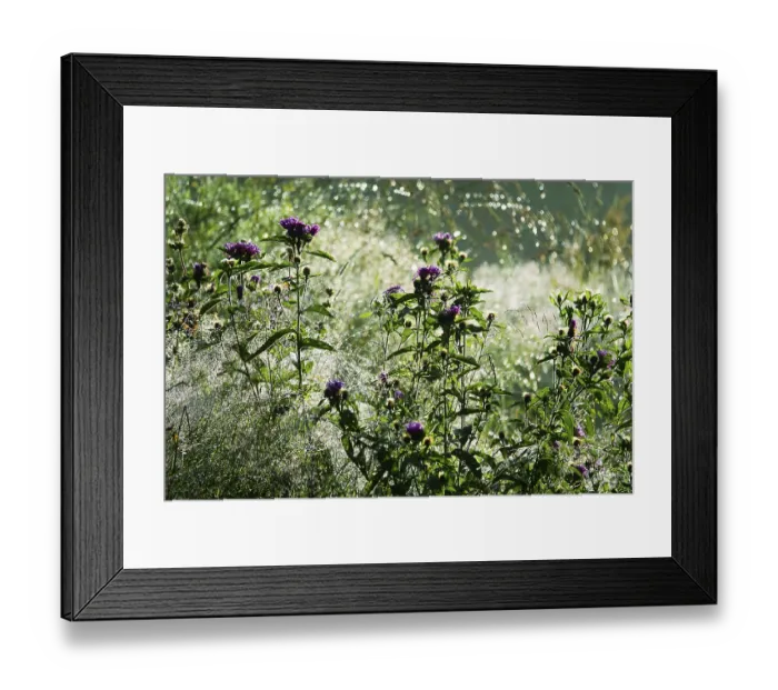 Framed Print : Magnificence of living mountain meadow Framed Print : Magnificence of living mountain meadow
