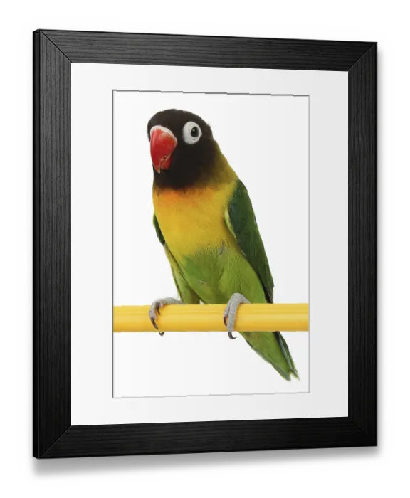 Framed Print : A beautiful green parrot lovebird isolated on white background