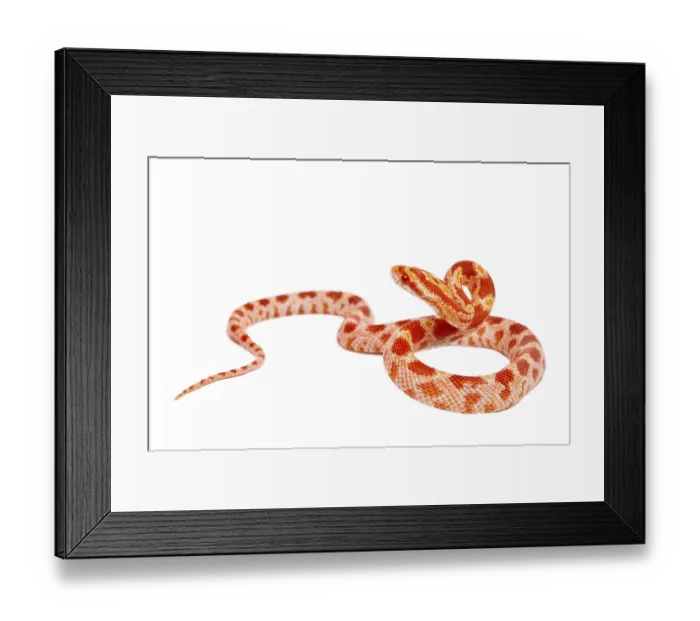 Framed Print : Snake.elaphe guttata.young boa constrictor on a white background Framed Print : Snake.elaphe guttata.young boa constrictor on a white background