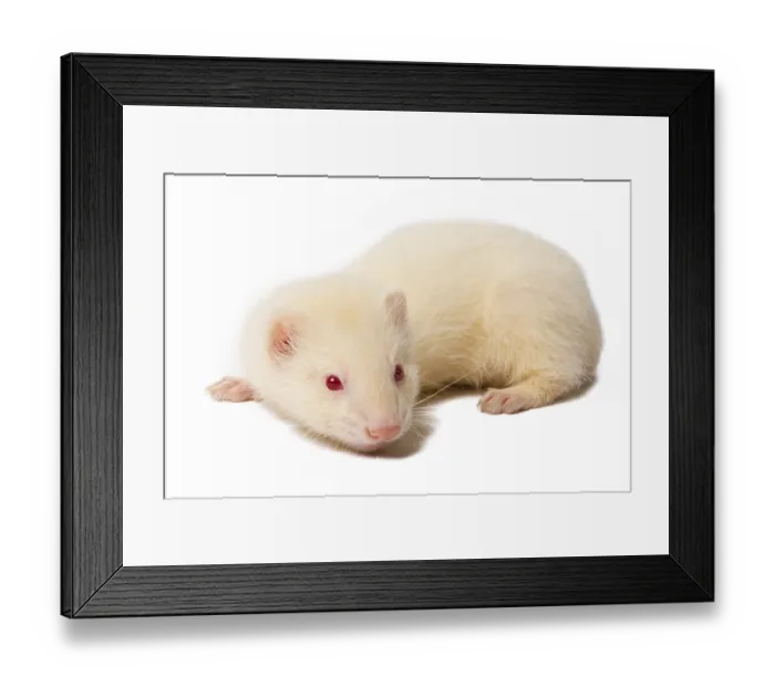 Framed Print : Albino ferret, lying on a white background Isolated on white background Framed Print : Albino ferret, lying on a white background Isolated on white background