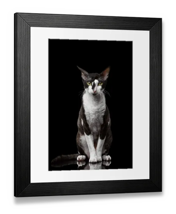 Framed Print : Portrait of Cornish Rex Sits and Looking in Camera Isolated on Black