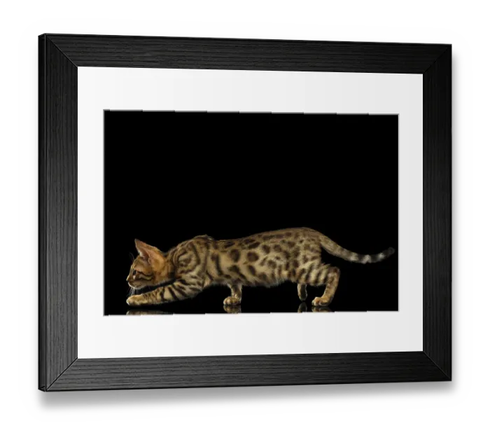 Framed Print : Crouching Bengal Kitty Isolated on Black Background Framed Print : Crouching Bengal Kitty Isolated on Black Background