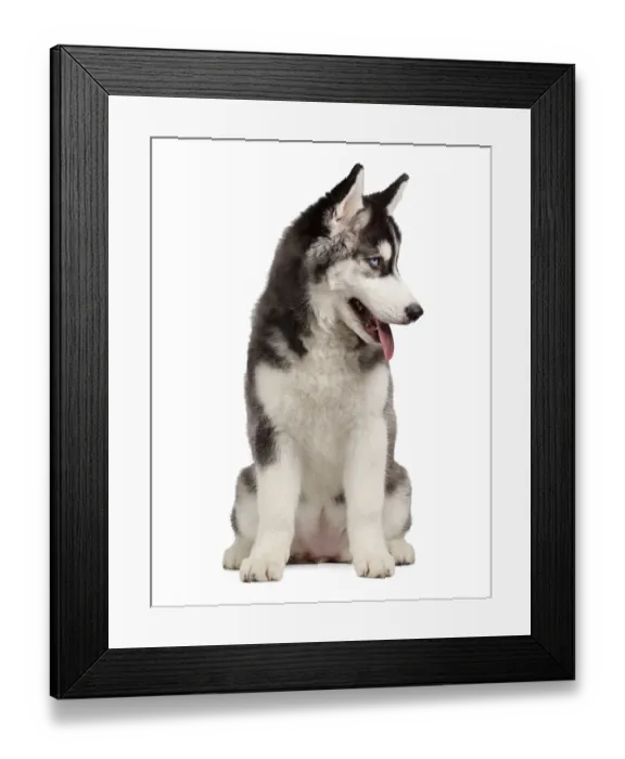 Framed Print : Siberian Husky Puppy isolated on White background Framed Print : Siberian Husky Puppy isolated on White background