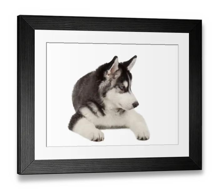 Framed Print : Siberian Husky Puppy isolated on White background