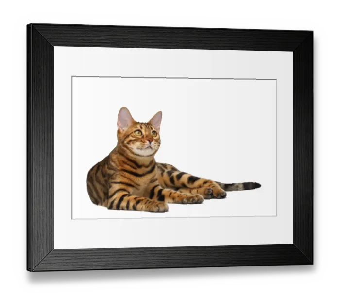 Framed Print : Bengal cat lies on white background and looking up Framed Print : Bengal cat lies on white background and looking up