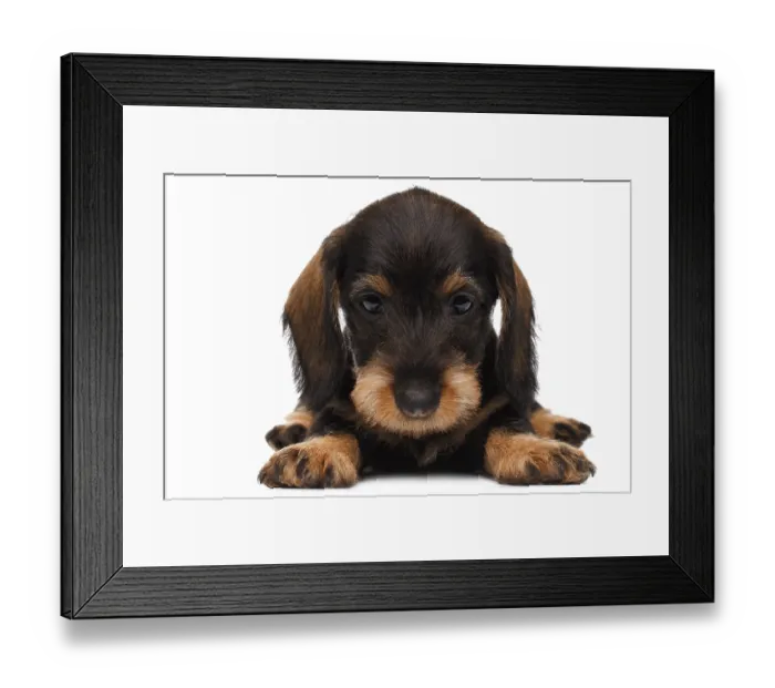 Framed Print : Cute little dachshund puppy on white background