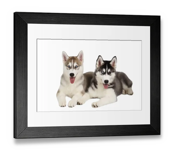 Framed Print : Two Siberian Husky Puppy isolated on White background