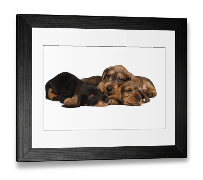Framed Print : Three Dachshund puppies lies on white background Framed Print : Three Dachshund puppies lies on white background