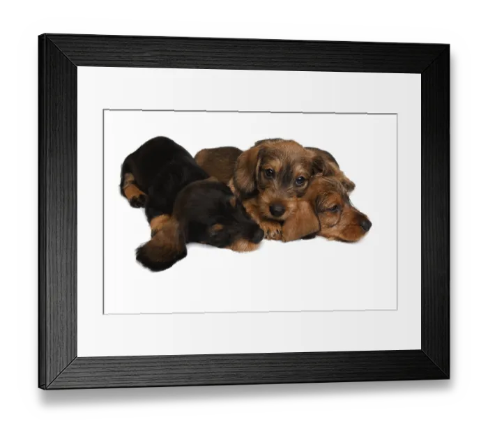 Framed Print : Three Dachshund puppies lies on white background