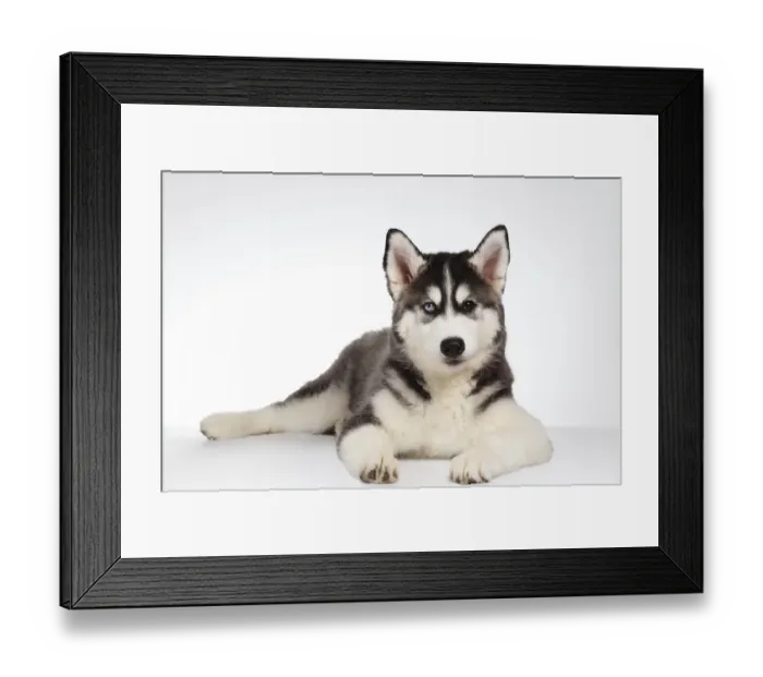 Framed Print : Siberian Husky Puppy Lies isolated on White background