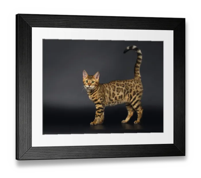 Framed Print : Bengal Cat Stads and Curious Looking in Camera on Black background Framed Print : Bengal Cat Stads and Curious Looking in Camera on Black background