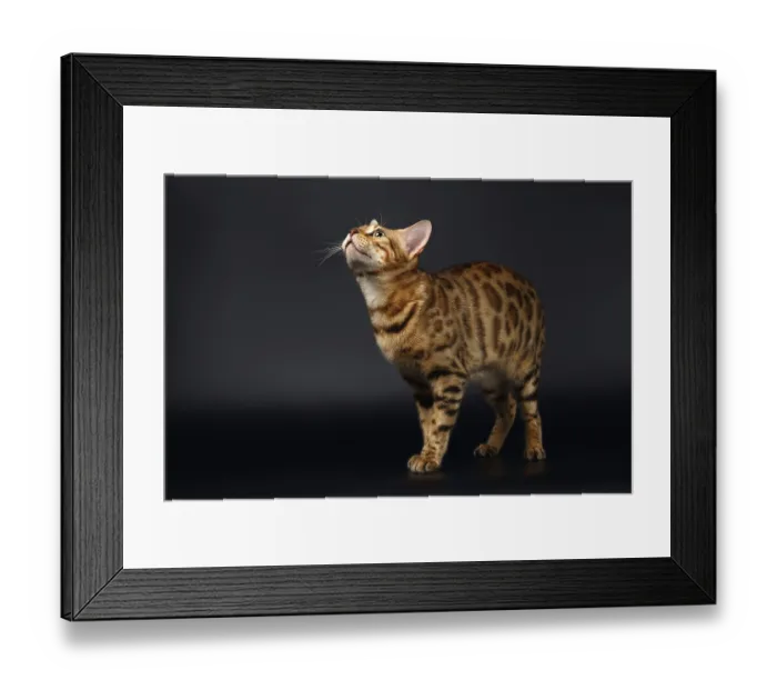 Framed Print : Bengal Cat Stads and Looking up on Black background