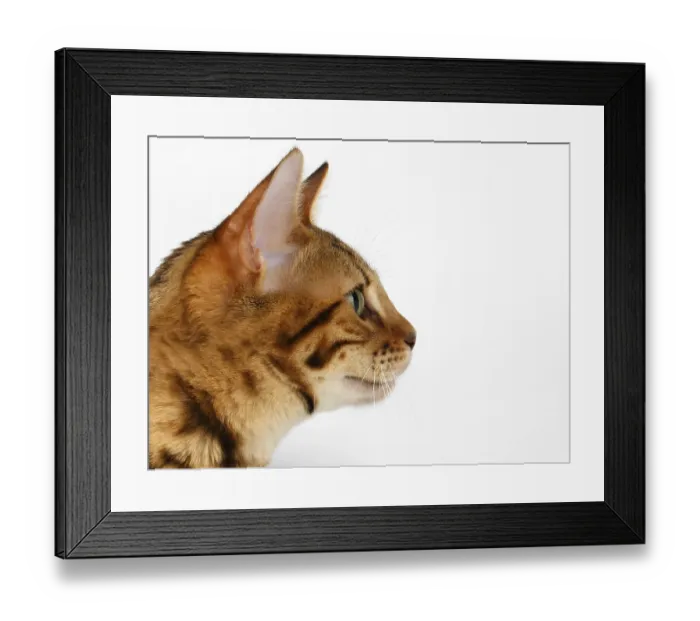 Framed Print : Close-up Bengal Cat at Profile view on White Background