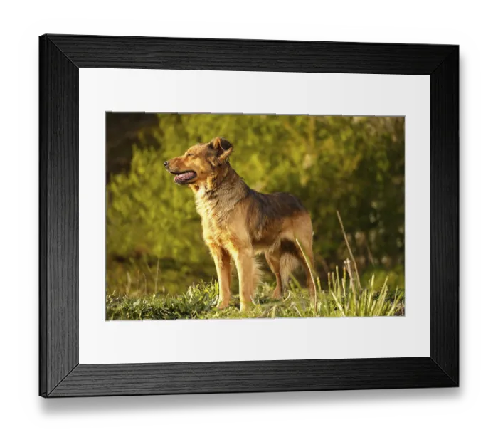 Framed Print : Funny Ginger Dog Stands on Grass Outdoor on Green Background Framed Print : Funny Ginger Dog Stands on Grass Outdoor on Green Background