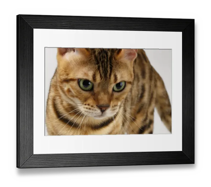 Framed Print : Close-up Bengal Cat Looking Angry in Camera on White Background