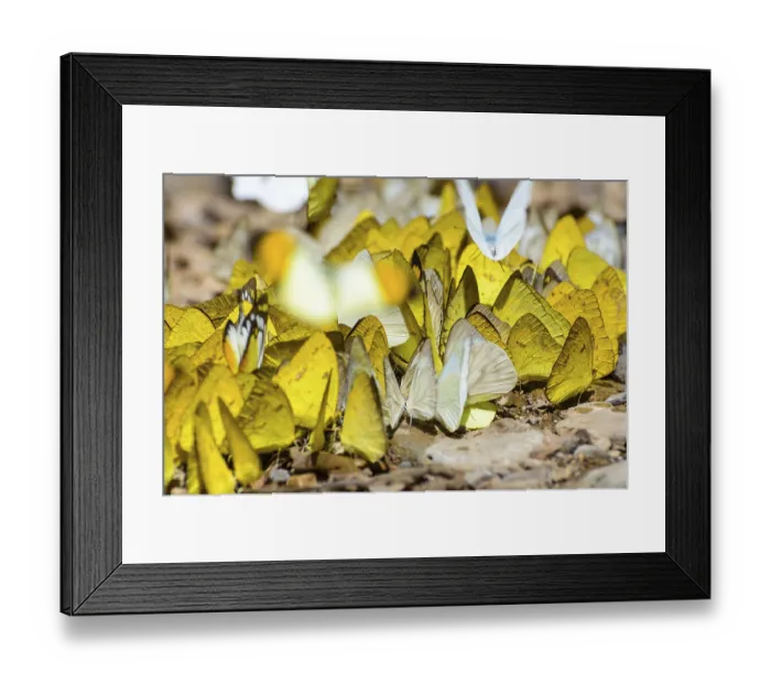 Framed Print : Large group of Grass Yellow or Eurema Hecabe butterfly and several species feeding on the ground Framed Print : Large group of Grass Yellow or Eurema Hecabe butterfly and several species feeding on the ground