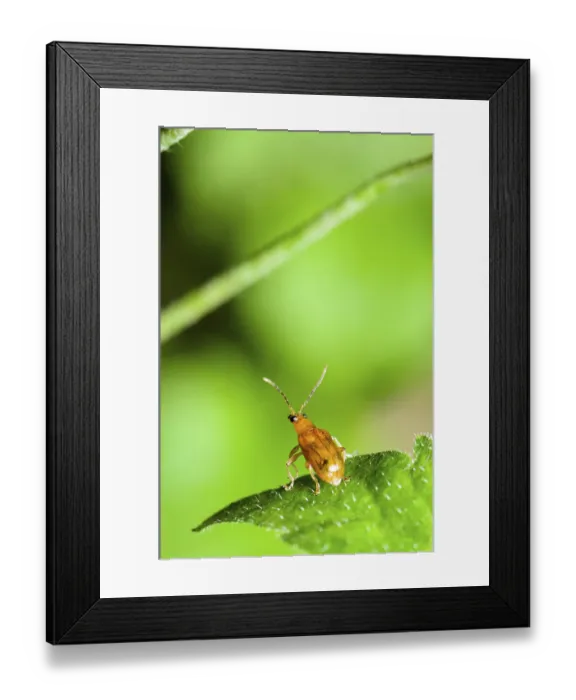 Framed Print : Close up Cucurbit Beetle or Aulacophora Indica on a green leaf is preparing to soar forward