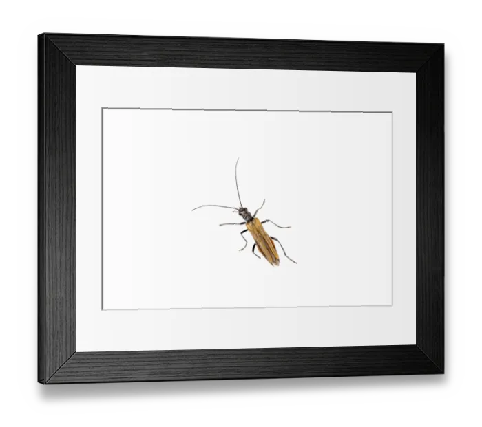 Framed Print : Brown insect isolated on the white background