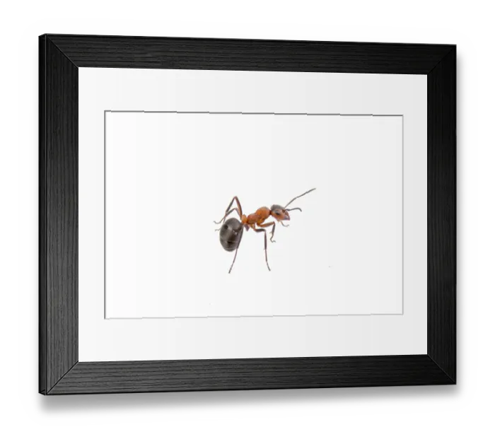 Framed Print : Brown ant isolated on a white background