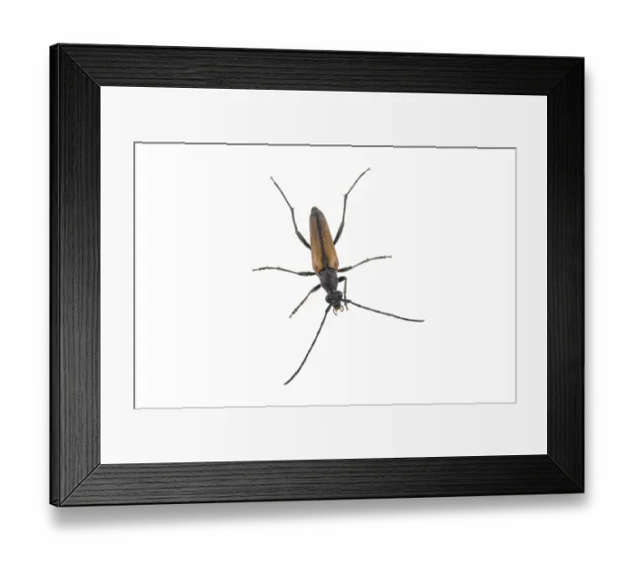 Framed Print : Black brown bug isolated on a white background Framed Print : Black brown bug isolated on a white background