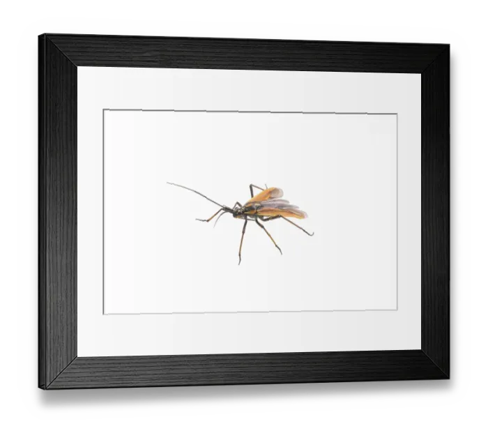 Framed Print : Black brown bug isolated on a white background