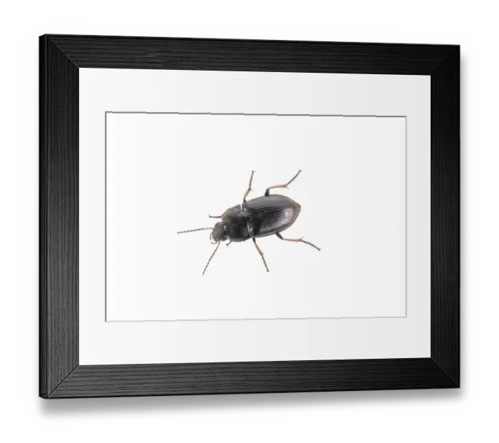 Framed Print : Black bug isolated on a white background