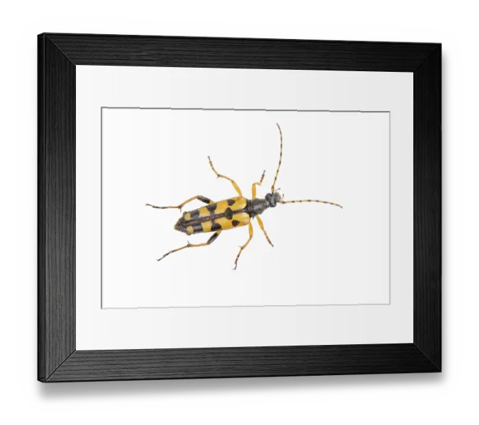 Framed Print : Yellow black bug isolated on a white background