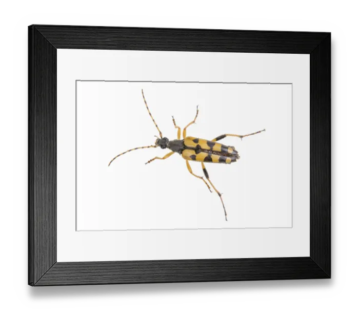 Framed Print : Yellow black bug isolated on a white background Framed Print : Yellow black bug isolated on a white background