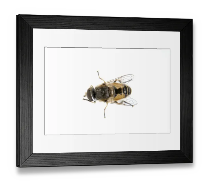 Framed Print : Fly isolated on a white background Framed Print : Fly isolated on a white background