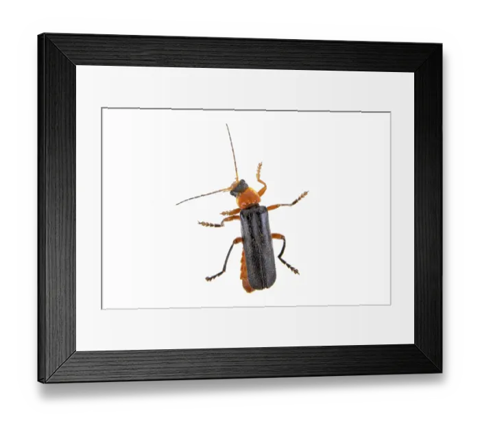 Framed Print : Soldier beetle isolated on a white background