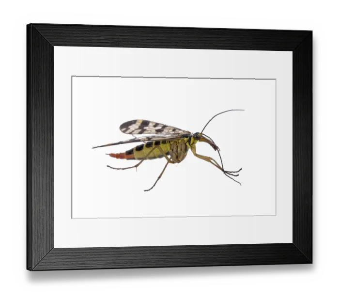 Framed Print : Scorpion fly from family Panorpidae on white background