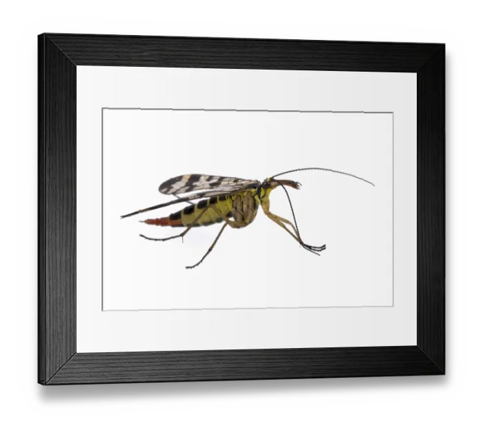 Framed Print : Scorpion fly from family Panorpidae on white background