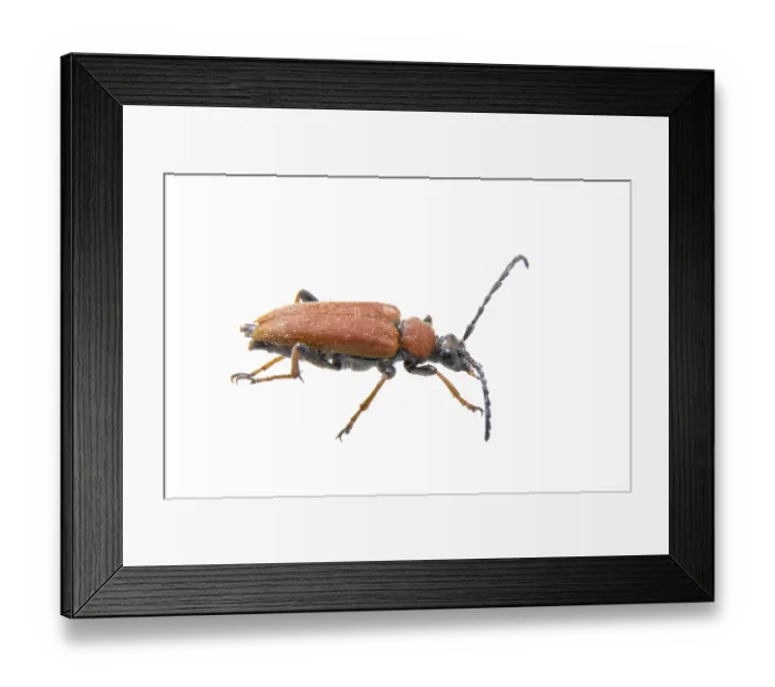 Framed Print : Rusty beetle isolated on a white background Framed Print : Rusty beetle isolated on a white background