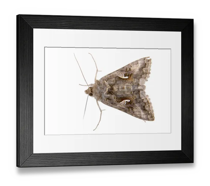 Framed Print : Brown moth isolated on a white background