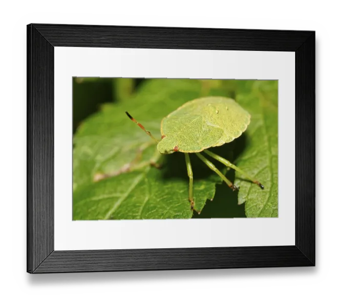 Framed Print : Nice green beetle with red eyes on the green leaf Framed Print : Nice green beetle with red eyes on the green leaf