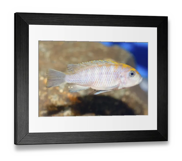 Framed Print : Nice blue cichlid fish from genus Pseudotropheus Framed Print : Nice blue cichlid fish from genus Pseudotropheus